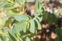 Euphorbia pallens Dillwyn